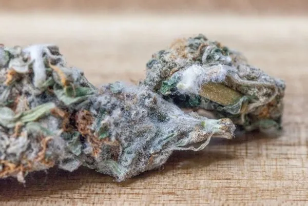 Difference Between Moldy Weed and Trichomes on Cannabis