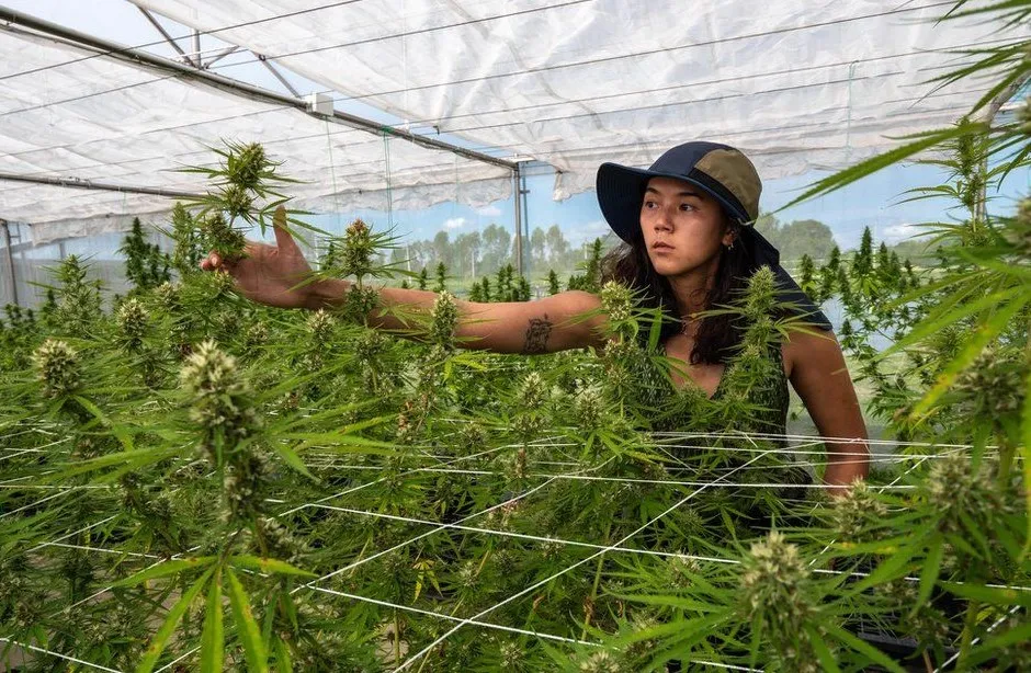 Thai Weed : ce que les voyageurs doivent savoir