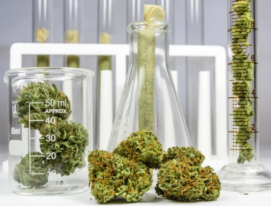 transparent cannabis 11 - Transparent Cannabis: Cannabis Potency Testing