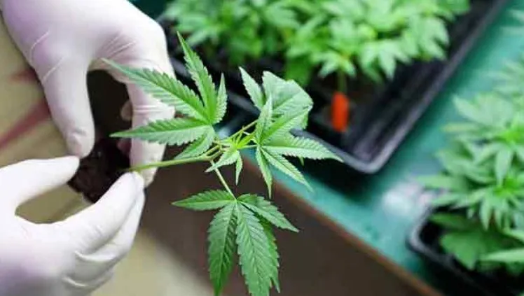 weed growing the 5 most common cannabis mistakes 32 - Cannabis Mistakes: Top 10 Growing Mistakes Made