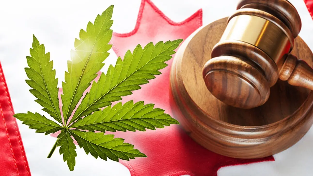 cannabis gasdank 10 - Weed Delivery - Online dispensary Toronto Gasdank | 1-2 Hour Delivery GTA