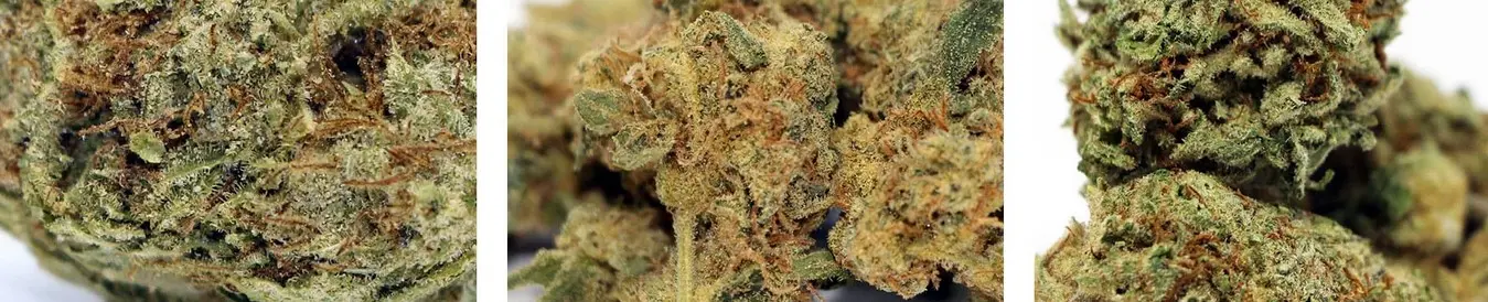 cannabis gasdank 19 - Weed Delivery - Online dispensary Toronto Gasdank | 1-2 Hour Delivery GTA