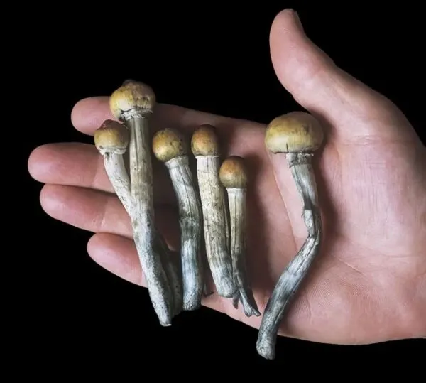 psilocybin