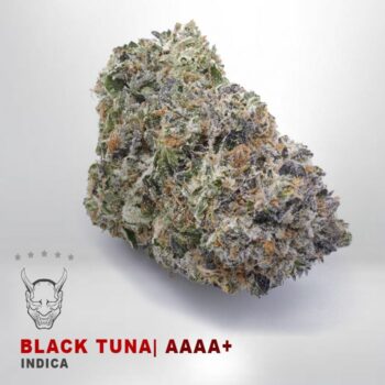 BLACK TUNAAKAMIKAZI 140 WEED DELIVERY TORONTO 350x350 - Black Tuna - AAAA+