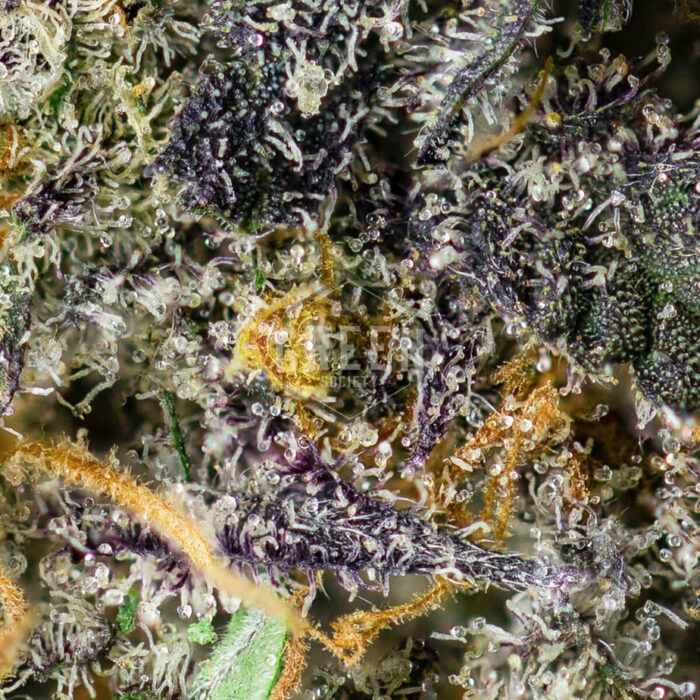 Blue Fuego by Strait A Genetics Macro New 1 700x700 - Blue Fuego by Strait A Genetics