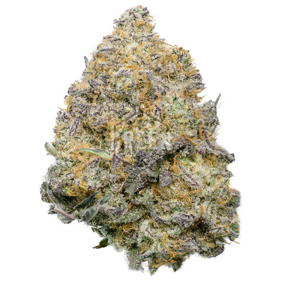 Blue Fuego by Strait A Genetics New