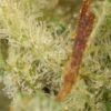 Budget Buds Strain Macro 100x100 - Budget Buds