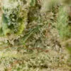 Clementine by Pluto Craft Cannabis Macro 100x100 - Clementine by Pluto Craft Cannabis