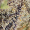 Forbidden Fruit Strain Macro 100x100 - Forbidden Fruit