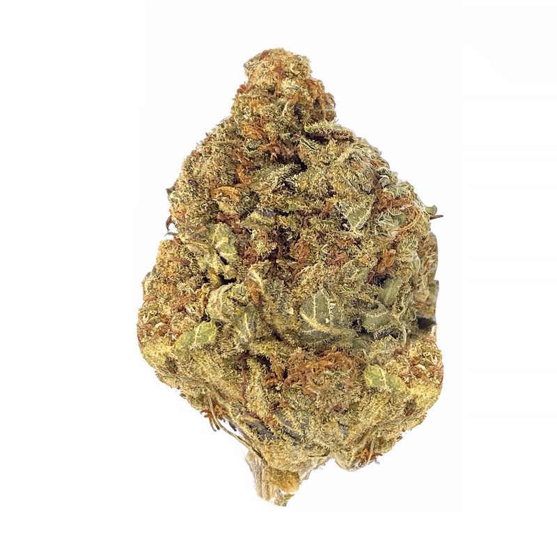 KAMIKAZI MIMOSA 11.JPG 3473