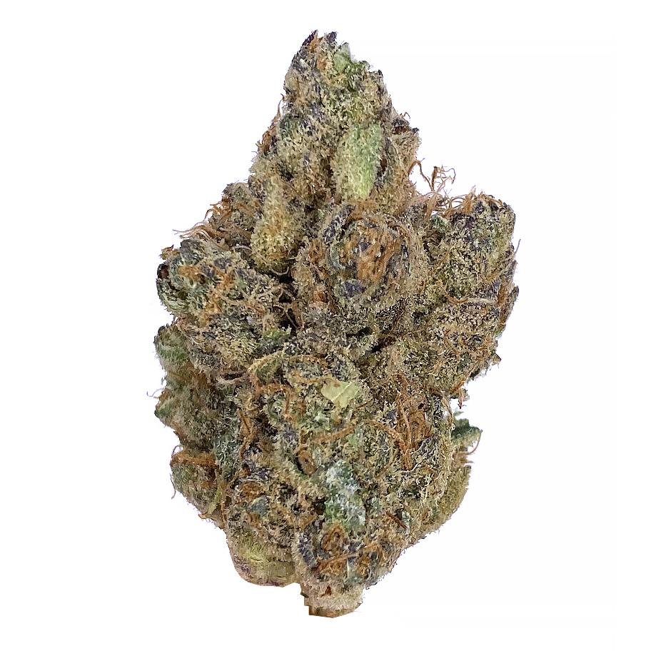 KAMIKAZI TROPICAL RUNTZ 1.JPG 458