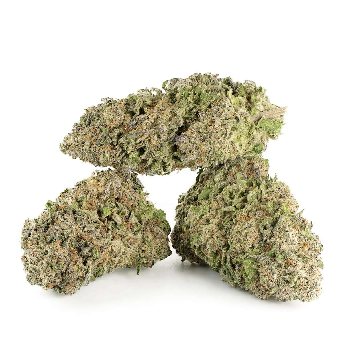 King Tut Strain Multi Shot