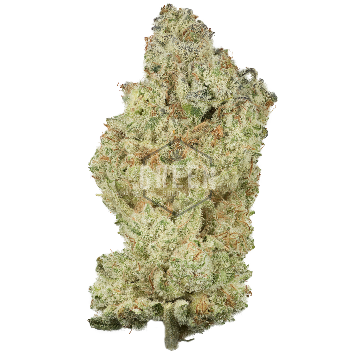 Lemon Meringue by Exotic Genetix New