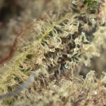 Strawberry Cough Macro 350x350 - Strawberry Cough