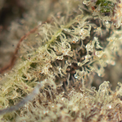 Strawberry Cough Macro 510x510 - Strawberry Cough
