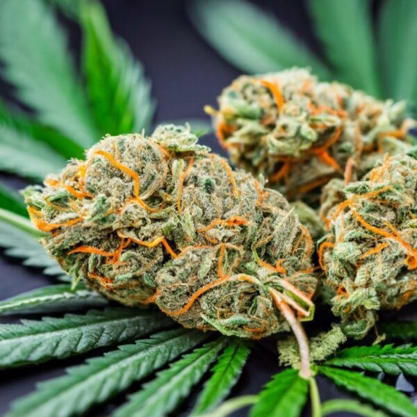 The Strongest Weed Strains for 2024