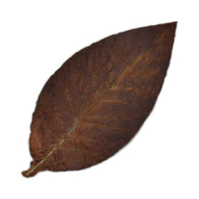 Fronto Leaf