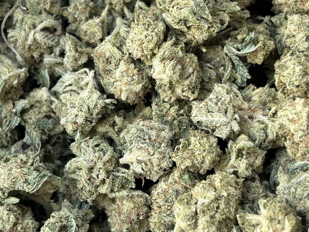 Toronto Cannabis Gasdank