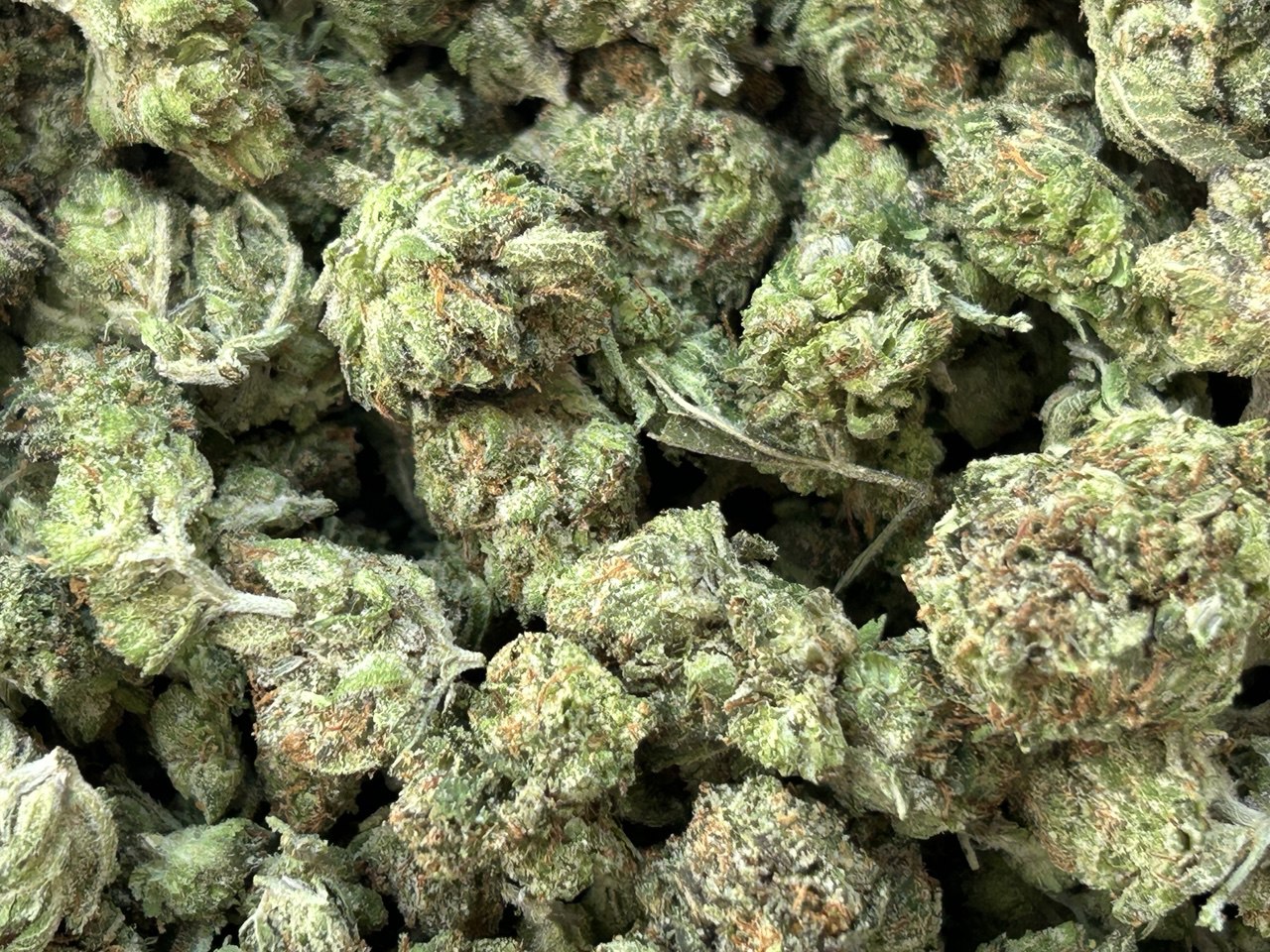 Toronto Cannabis Gasdank