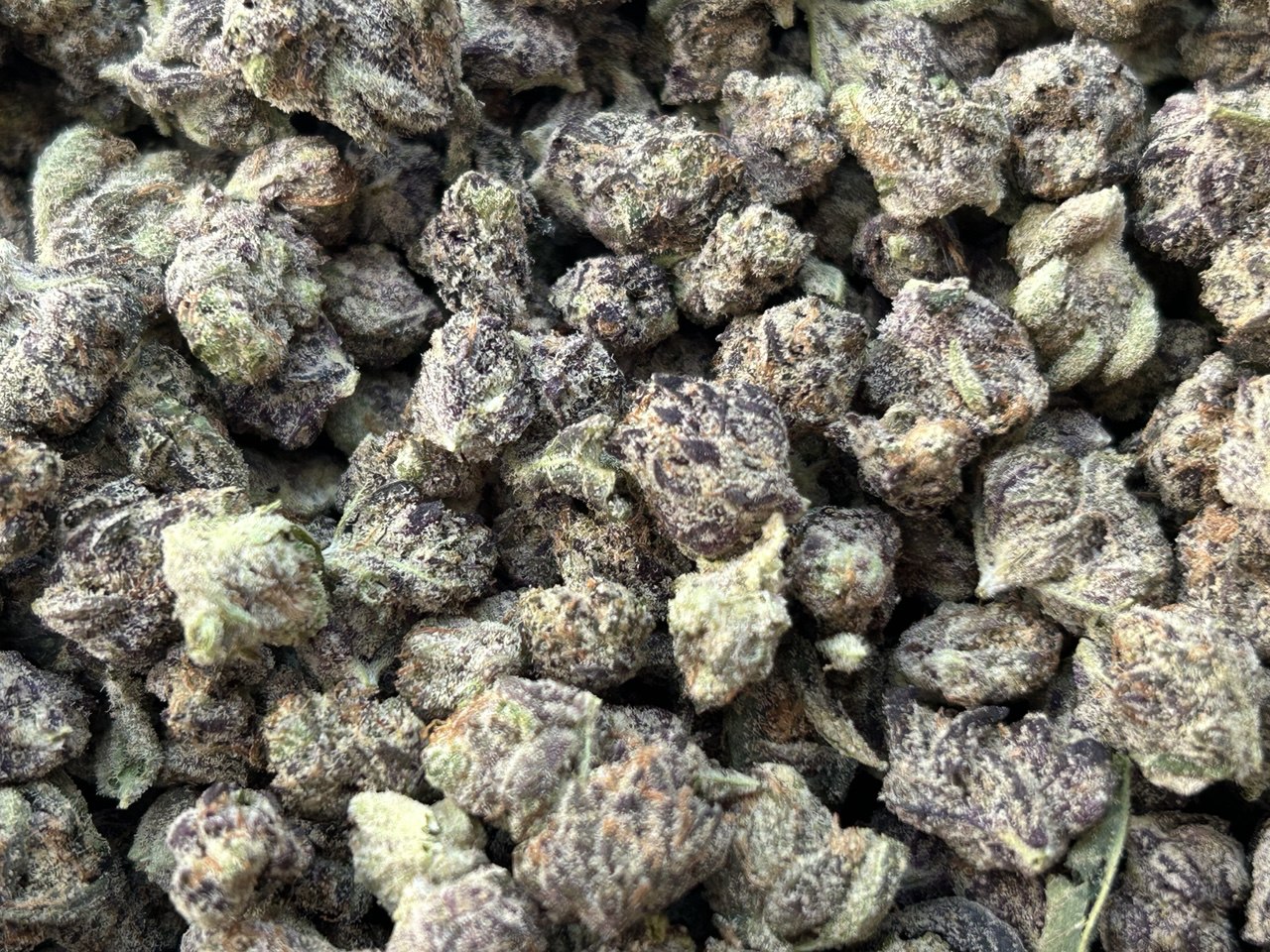 Toronto Cannabis Gasdank