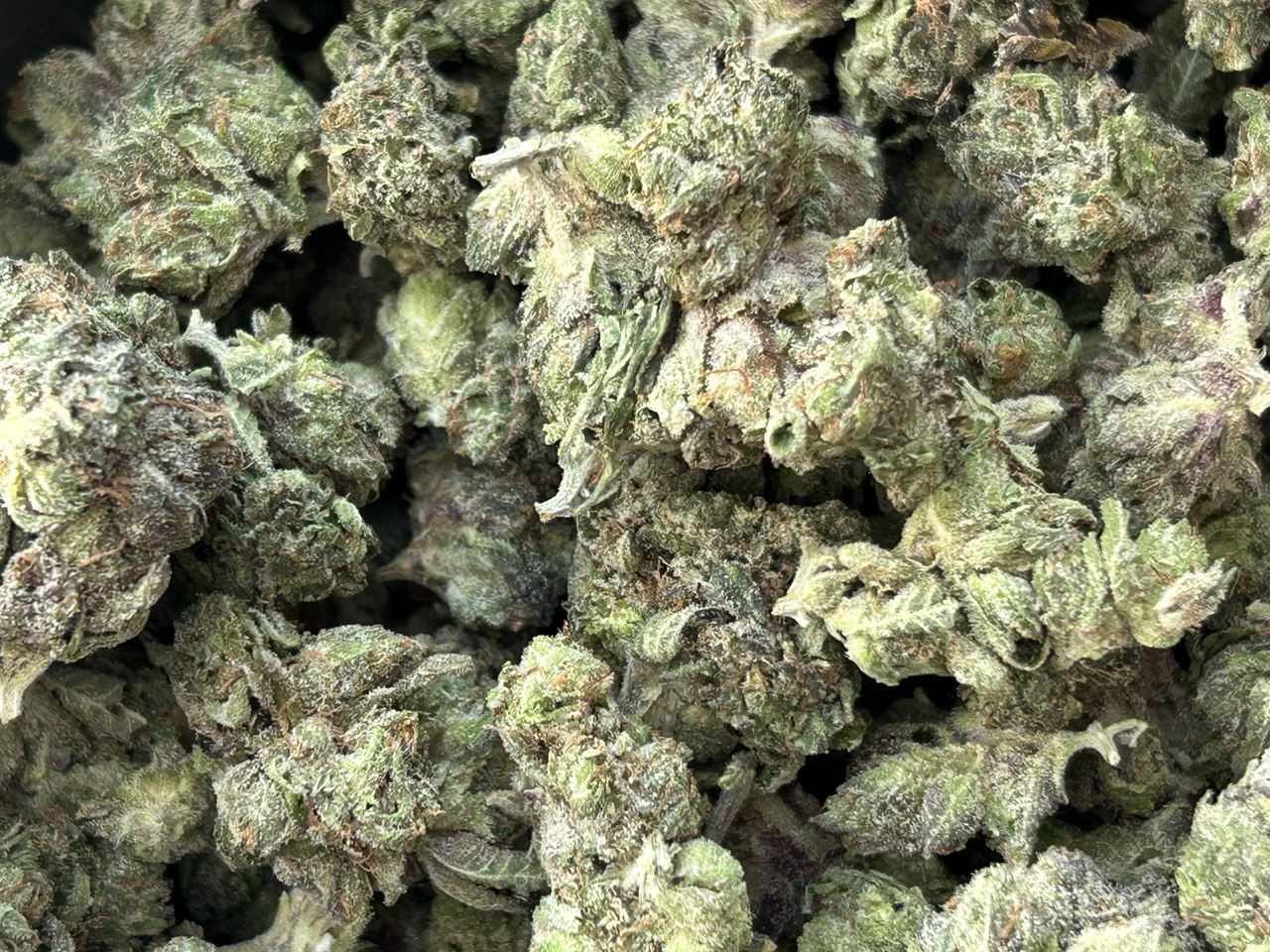 Toronto Cannabis Gasdank