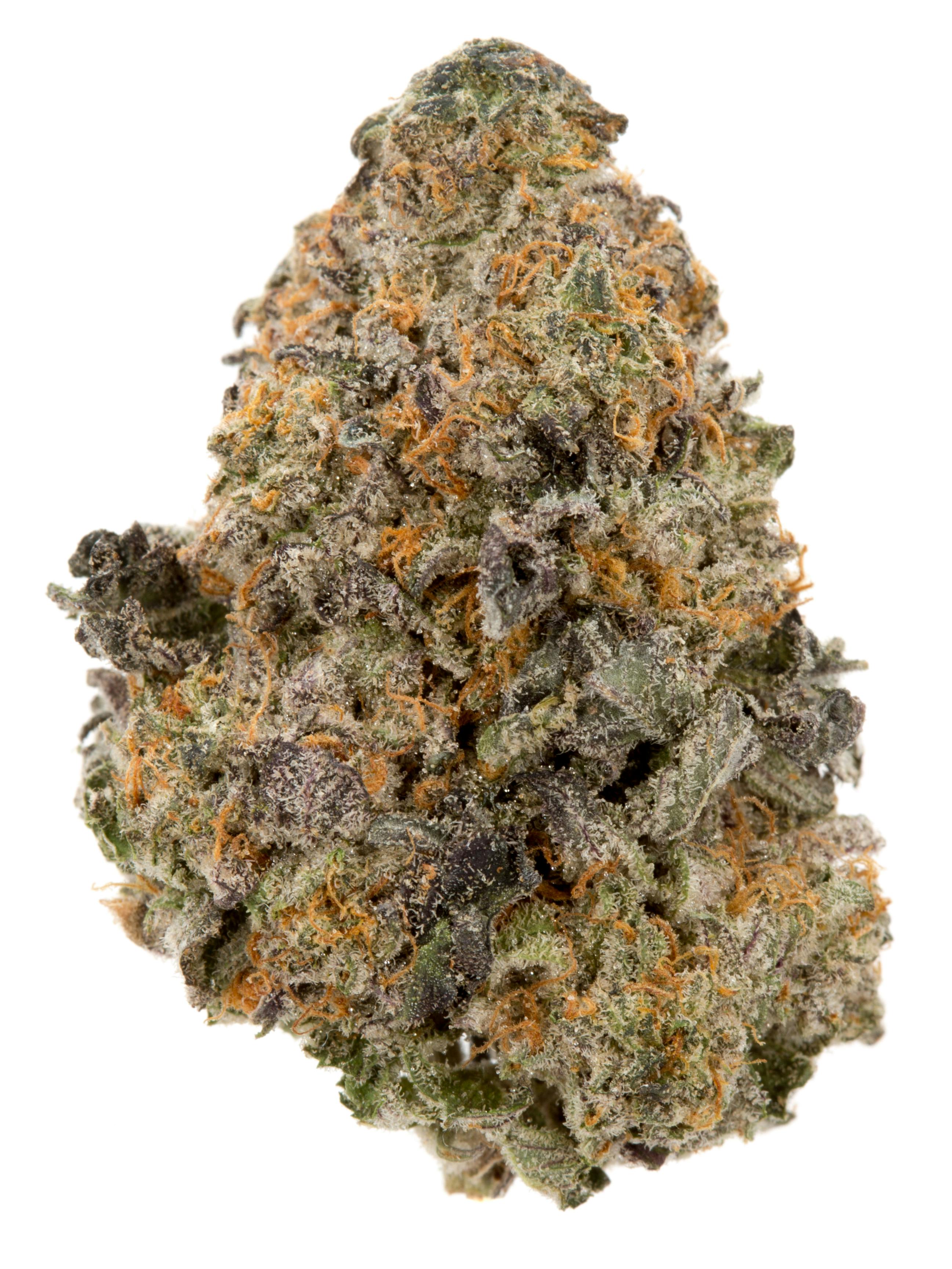 Toronto Cannabis Gasdank