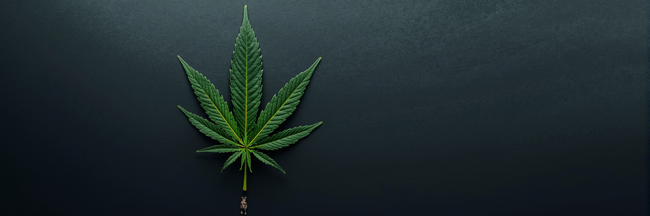 Toronto Cannabis Gasdank