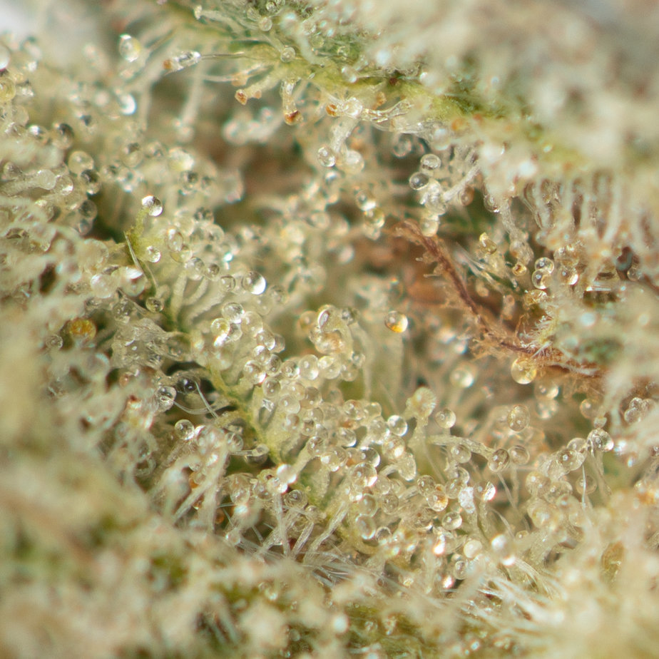 Jelly Breath by Exotic Genetix Macro