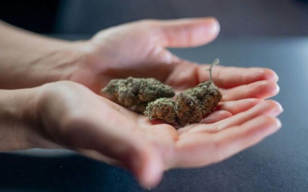 Same Day Weed Delivery Toronto