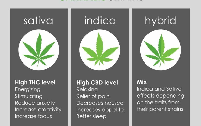 Understanding Sativa, Indica, and Hybrid Strain Differences Understanding Sativa, Indica, and Hybrid Strain Differences