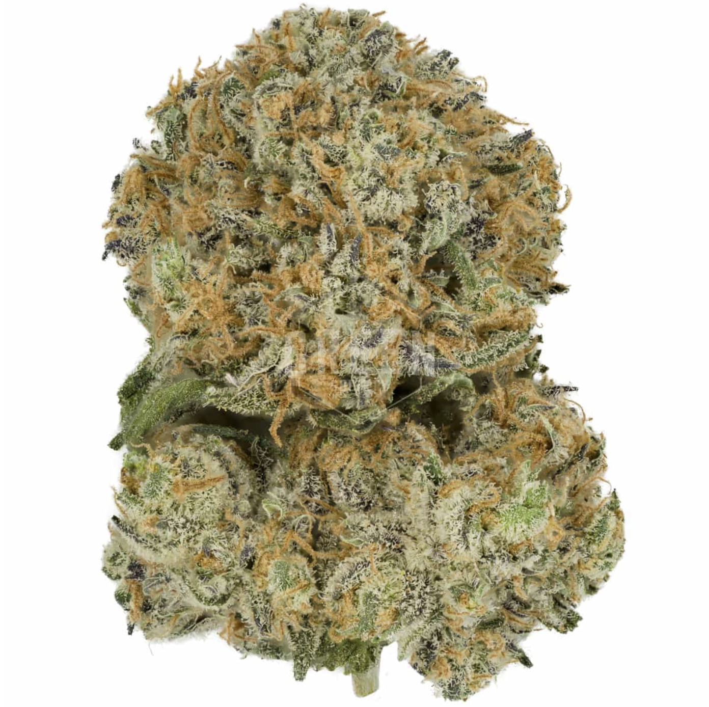 Heisenberg Badder 3.5G - Blue Gelato